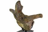 Hadrosaur (Hypacrosaur) Vertebra With Stand - Montana #116288-5